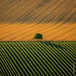 Guerlain Aqua Allegoria Harvest Mandarine Basilic Eau De Toilette -Divin Arome Soldes Boutique aqua allegoria harvest mandarine basilic 1 5