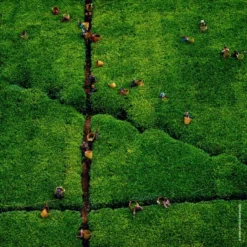 Guerlain Aqua Allegoria Harvest Nerolia Vetiver Eau De Toilette -Divin Arome Soldes Boutique aqua allegoria harvest nerolia vetiver 5