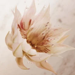 Paco Rabanne Olympéa Lait Pour Le Corps -Divin Arome Soldes Boutique olympea bdy lotion 3