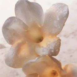 Paco Rabanne Olympéa Lait Pour Le Corps -Divin Arome Soldes Boutique olympea bdy lotion 4